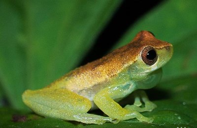 Pesquisa na Pedra Talhada investiga patógeno letal em anfíbios