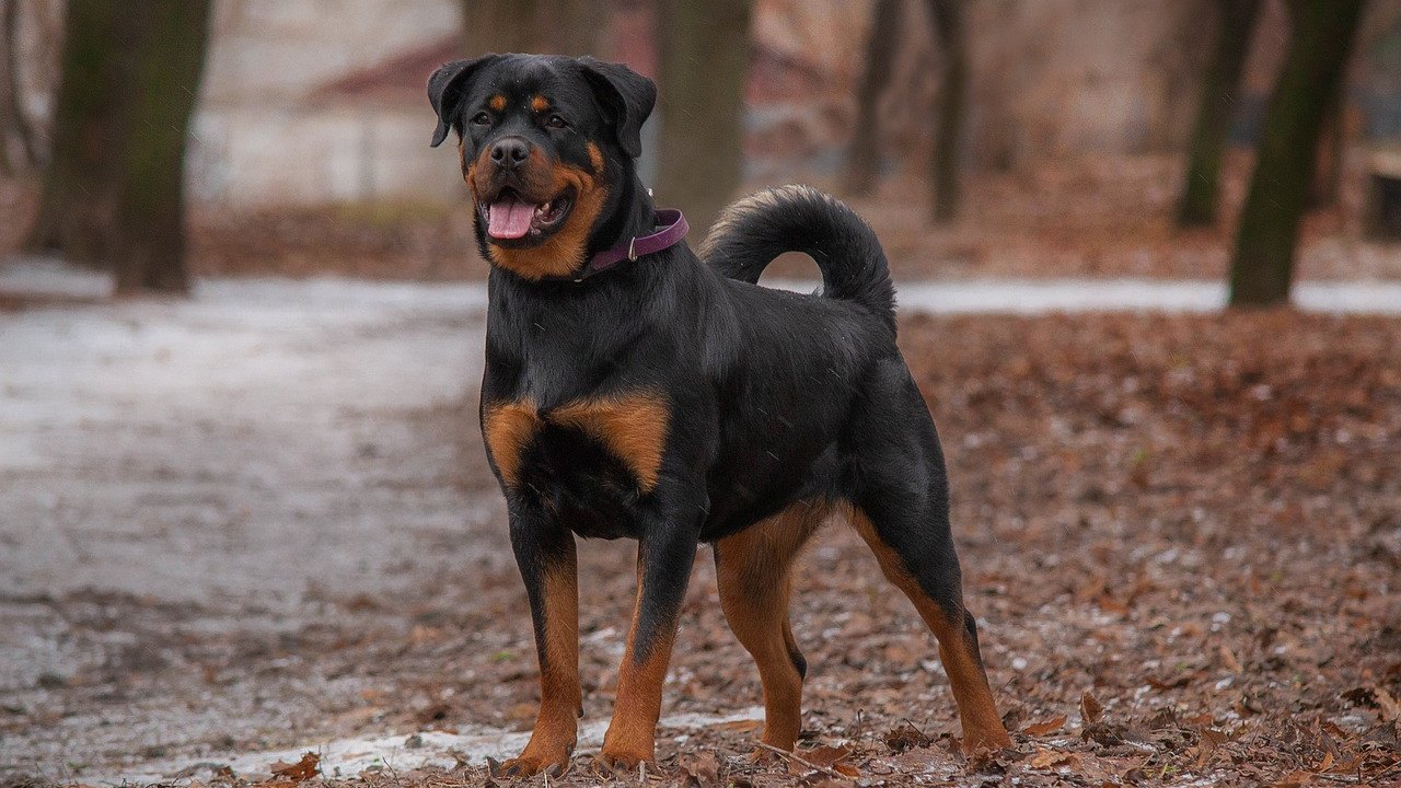 Aumenta atendimento por mordida de cães