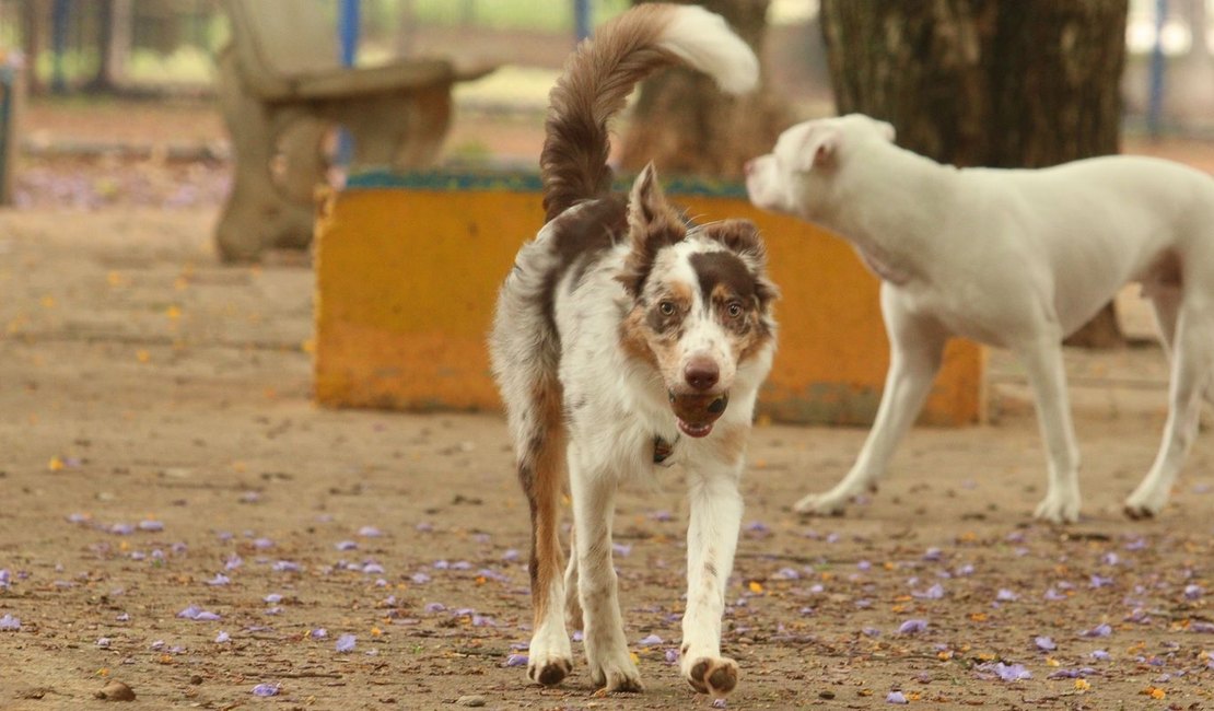 Animais, defesa e cuidado