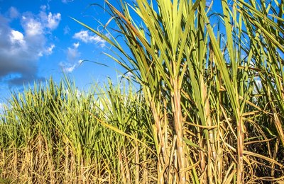 Dia do Nordestino: Exportação do açúcar alagoano soma R$ 2,2 bi em 2025 e conquista mercados mundiais