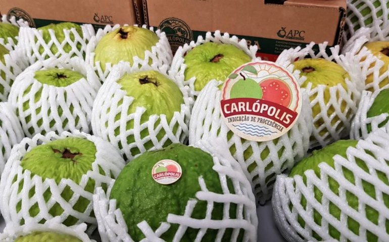 Carlópolis (PR) será a Capital Nacional da Goiaba de Mesa