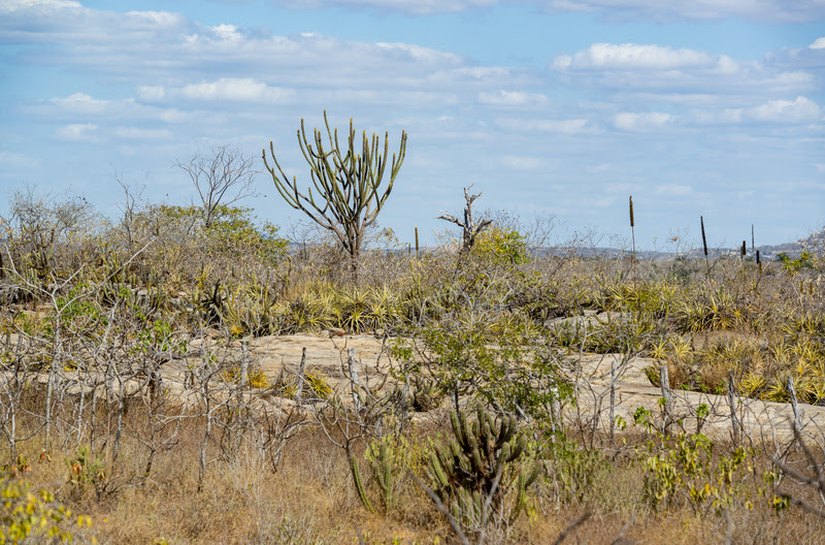 Sudene destaca papel da Caatinga na redução do aquecimento global e amplia ações de preservação do bioma