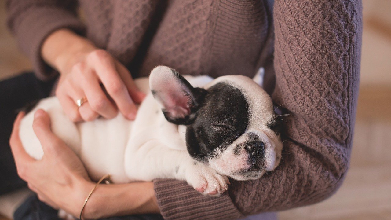 Como agir em emergências com pets e evitar complicações