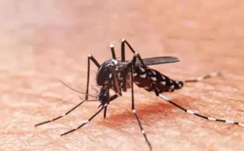 Alagoas Registra Aumento Preocupante nas Mortes Suspeitas por Dengue