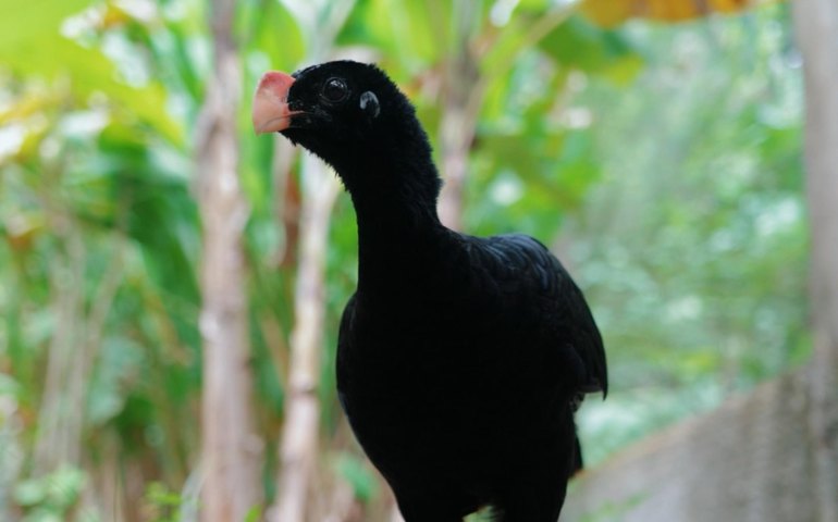 IMA atua na reintrodução do Mutum-de-alagoas e fortalece preservação da fauna alagoana