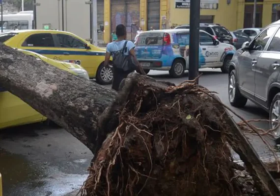 Árvore cai sobre carro no bairro Higienópolis; capital teve 70 quedas de árvores