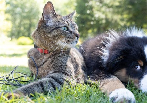 Pets resgatados: segundo voo de repatriação de Israel pousará com 212 passageiros, 3 cachorros e um gato