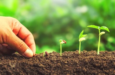 Dia do Meio Ambiente: Sementes de plantas nativas serão distribuídas gratuitamente na Rua Fechada 
