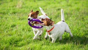 TV Atalaia promove primeiro evento gratuito para pets neste domingo; confira programação / Foto: Foto: Freepik/Arquivo