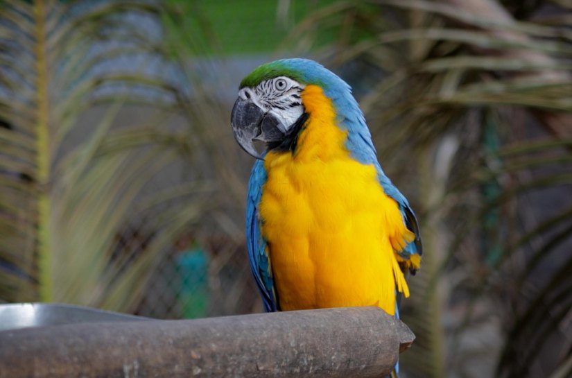 Em Alagoas, empreendimentos de fauna contribuem para a preservação das espécies