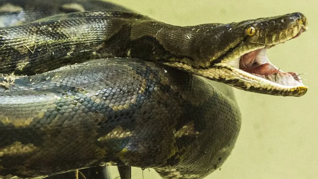 Mulher é salva após ficar duas horas enrolada por cobra de 4 metros na Tailândia
