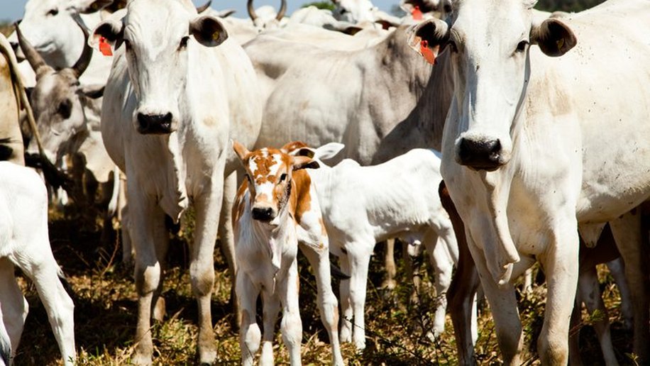 Quantidade de gado diminui e produção aumenta na agropecuária, mostra IBGE
