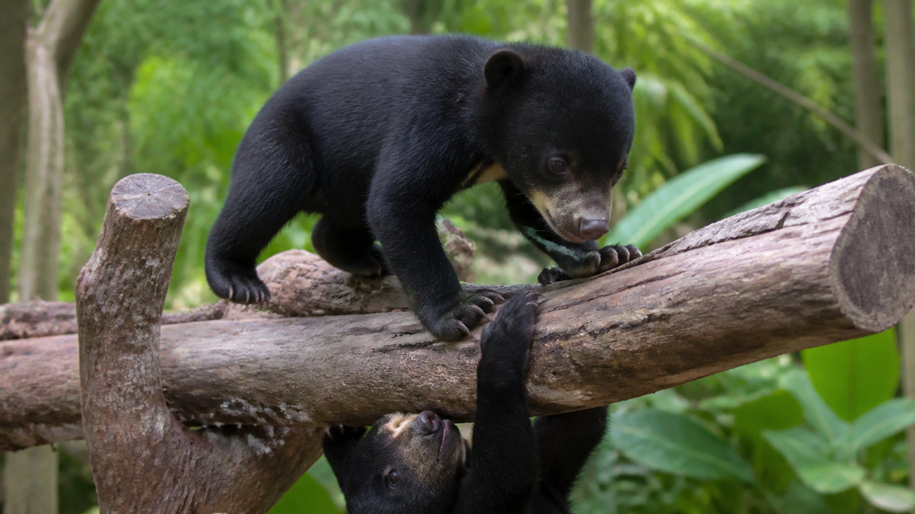 Filhotes de urso-malaio encantam visitantes com agilidade