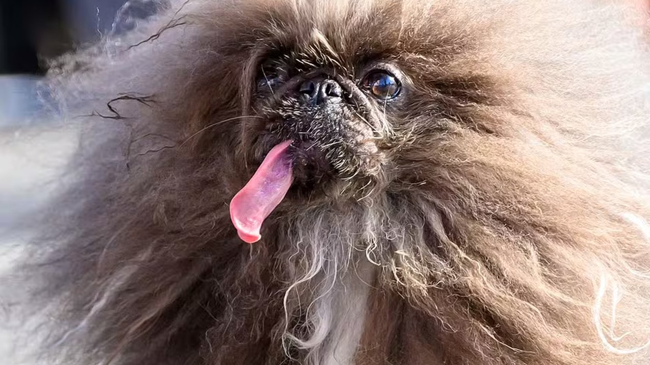 Pequinês de língua caída e sem dentes é eleito o cão mais feio do mundo