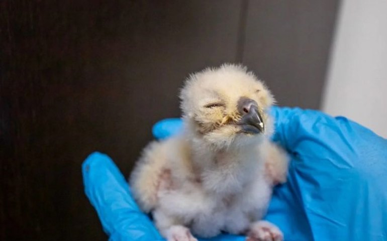 Zoológico de São Paulo registra nascimento de filhotes de uma das maiores corujas do mundo