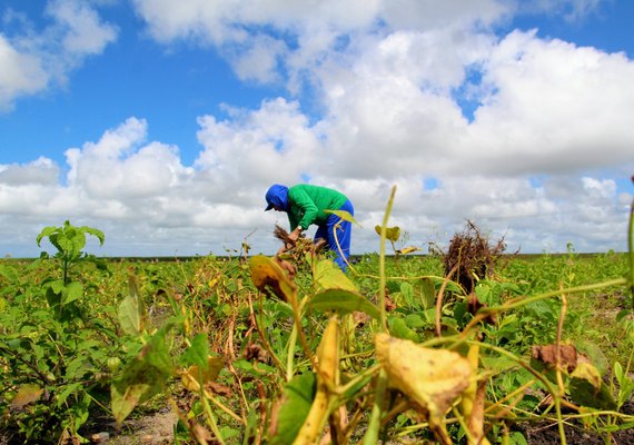 ANO II: Agricultores do Projeto Maná iniciam colheita