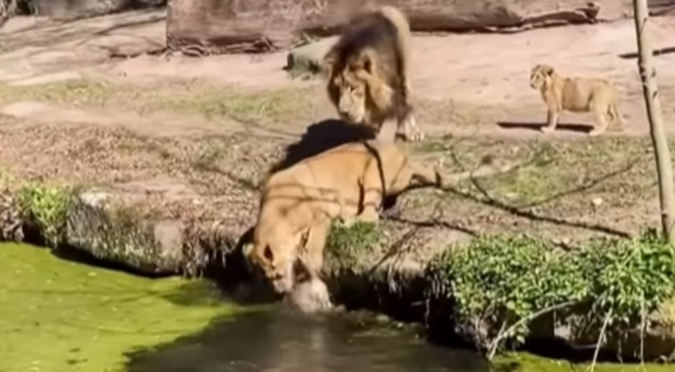  Ao ver que um filhote estava prestes a se afogar, ela tentou salvá-lo o puxando pelos dentes.  / Foto: Reprodução 