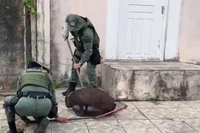 Capivara ferida é resgatada pela Polícia Militar em Maceió
