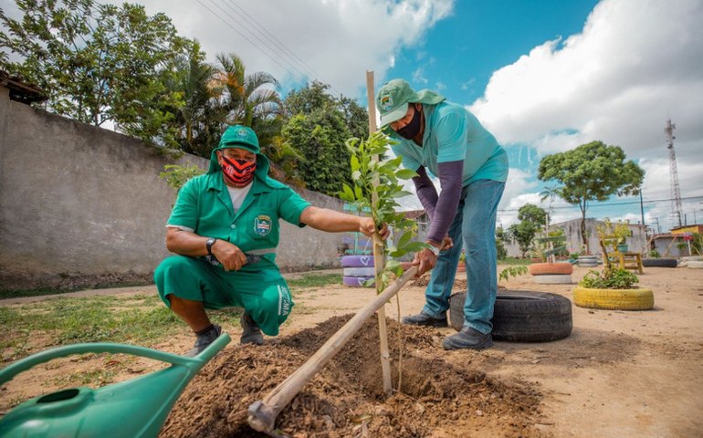 Arborização: Desenvolvimento Sustentável realizou o plantio de seis mil mudas de árvores na capital