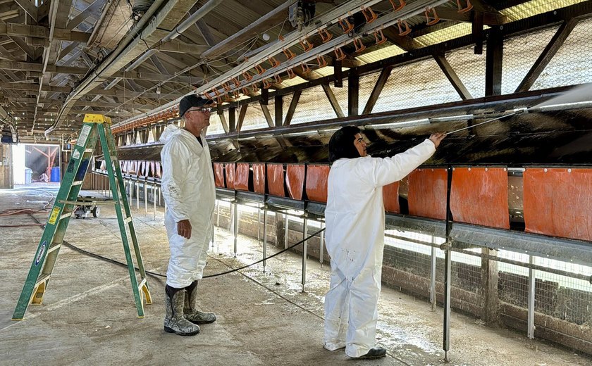 Grande produtor de ovos dos EUA perde parte de sua produção devido à gripe aviária