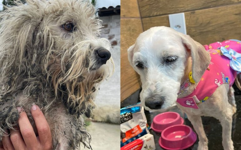 Meu amigo Pet resgata cadela vítima de maus-tratos durante mutirão na Baixa Grande