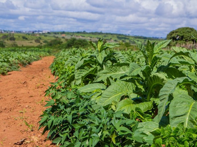 Arapiraca Agroshow: credenciamento para a imprensa já está aberto
