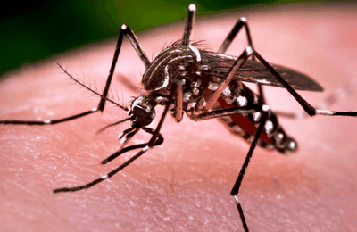 Saúde registra queda nas notificações Aedes em Maceió