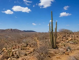Alto Sertão enfrenta calor de até 37°C e umidade abaixo de 30%