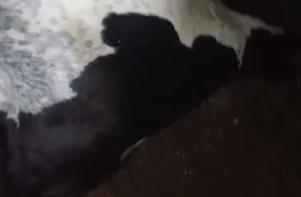 Sete vacas morrem atingidas por raios em Sergipe