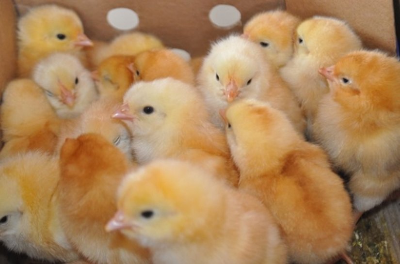 Programa de Avicultura Familiar beneficia mais 73 famílias em Mar Vermelho