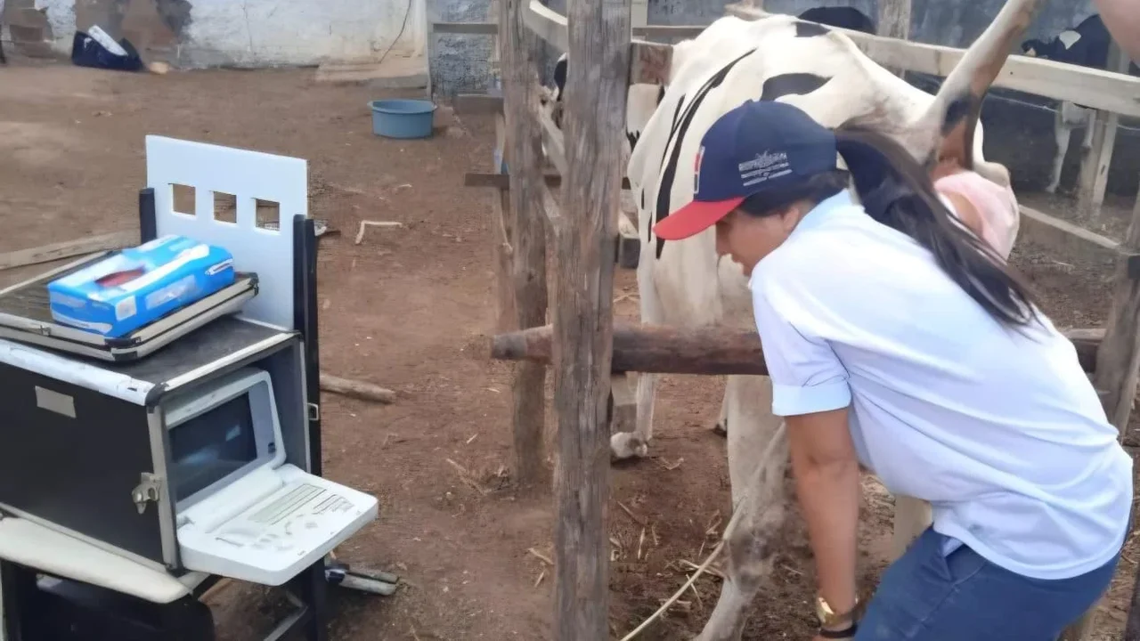 Programa de Melhoramento Genético amplia qualidade do rebanho em 24 comunidades de Arapiraca