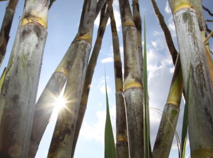 Alvaro Vasconcelos vai evento de liberação de espécies da cana-de-açúcar