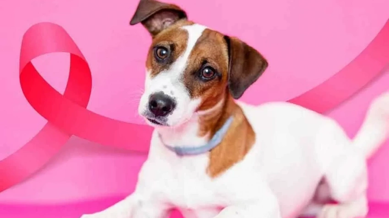 Gabinete da Causa Animal alerta sobre combate e prevenção ao câncer de mama em animais