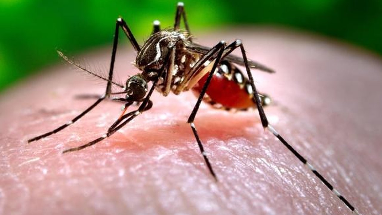 Amostras da febre Chikungunya dão negativas em Alagoas