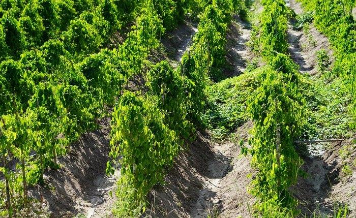 Pesquisas buscam aperfeiçoar o cultivo de variedades locais