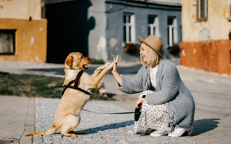 Cão-guia e a importância do auxílio às pessoas com deficiência visual