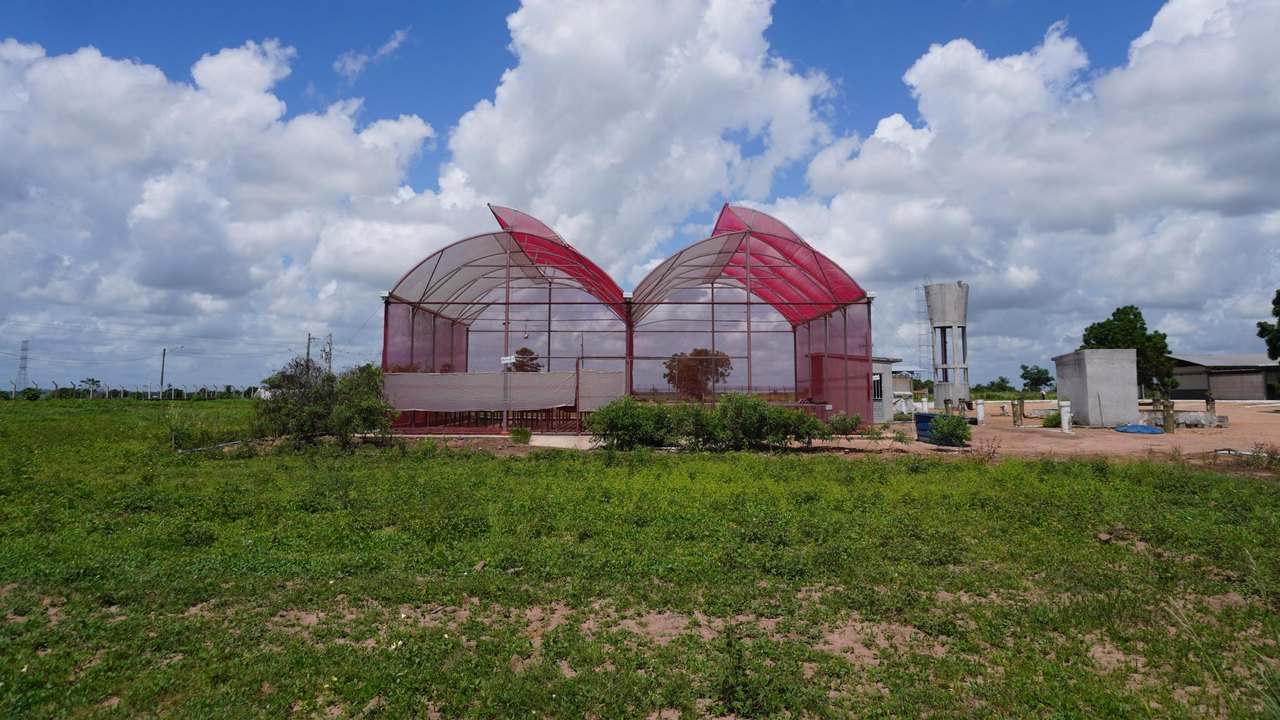 Projeto desenvolvido no Polo Tecnológico Agroalimentar de Arapiraca recebe selo da ONU