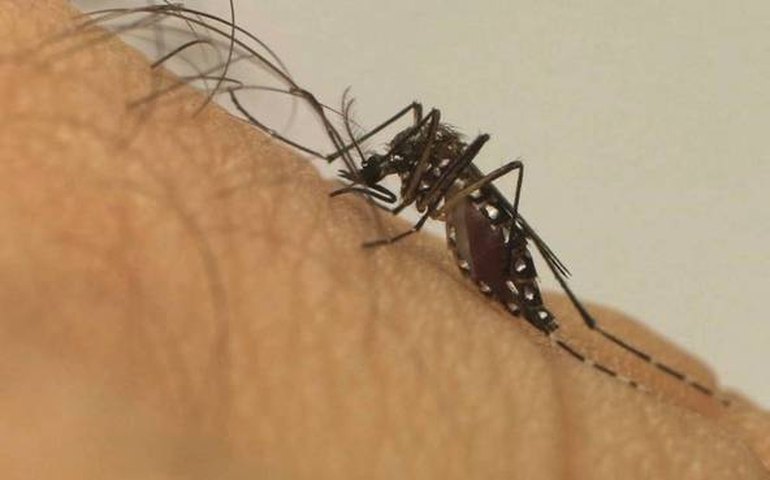 No Ceará, chikungunya matou mais do que dengue em uma década