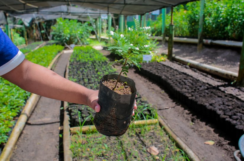 Disque Muda: Coruripe Mais Verde e Sustentável ao seu alcance