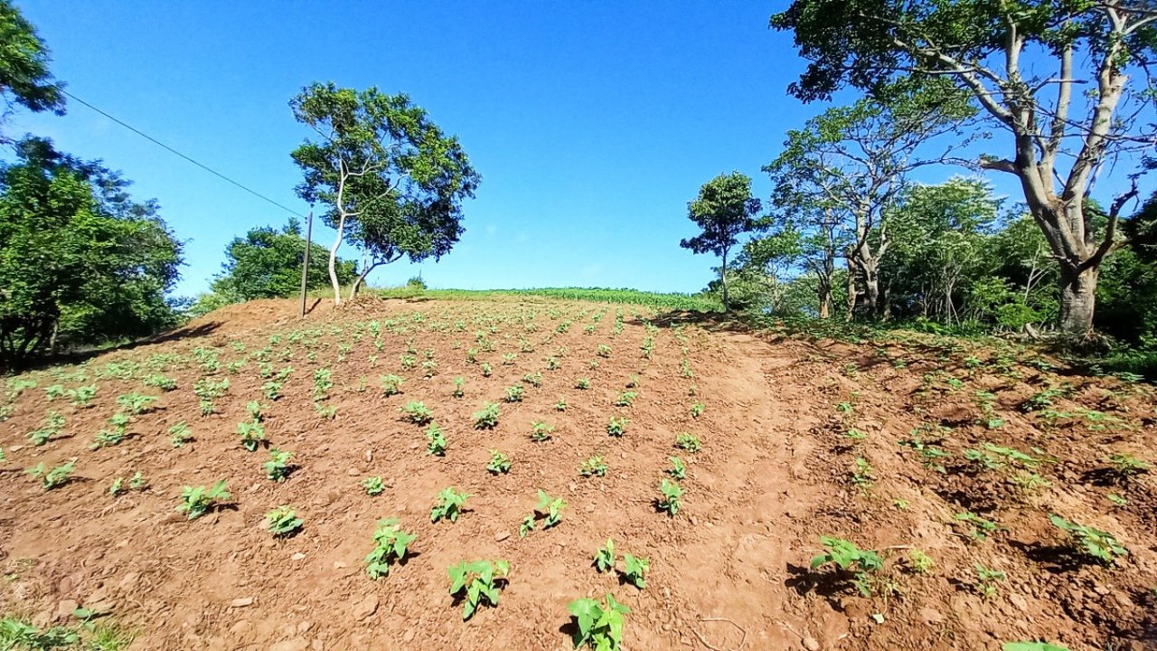 Projeto garante terra, assistência técnica e comercialização em Viçosa