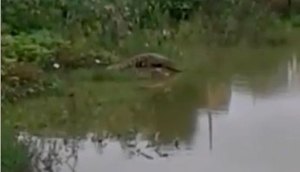 jacare em amparo de são francisco