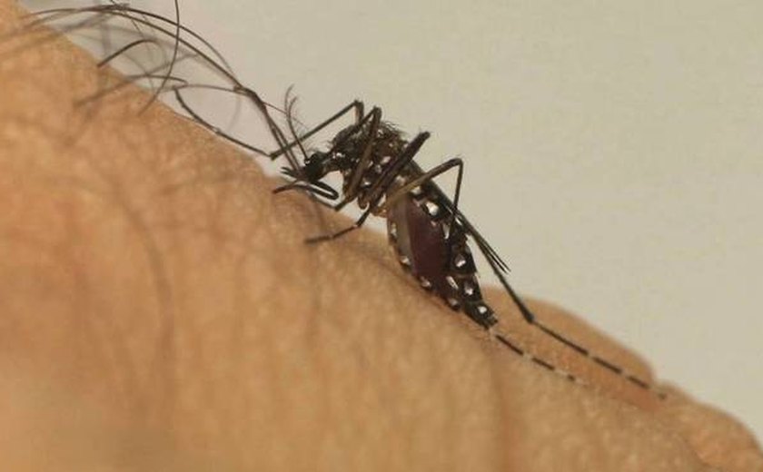 No Ceará, chikungunya matou mais do que dengue em uma década