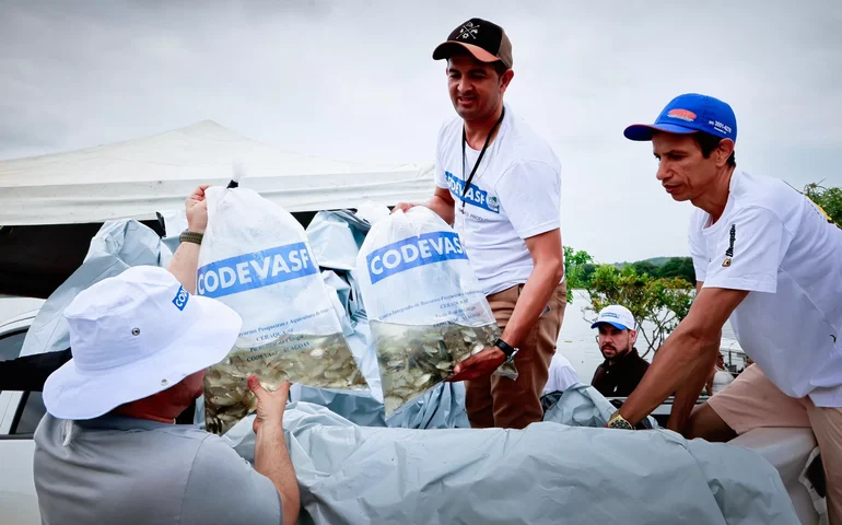 Durante a Festa do Bom Jesus, Codevasf e Prefeitura de Penedo distribuem milhares de alevinos no Rio São Francisco
