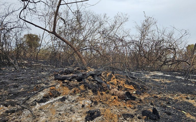 Pantanal em ruínas: como a seca e os incêndios têm acabado com a biodiversidade (VÍDEO)