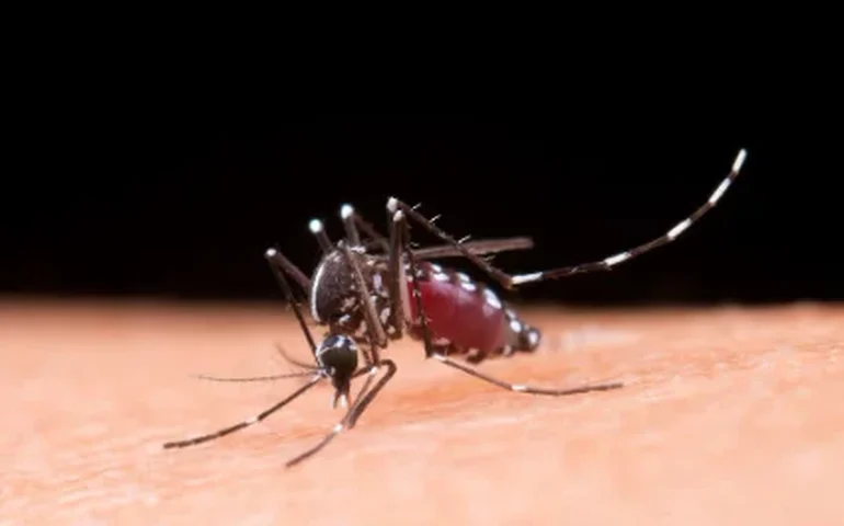 Alagoas fechou 2025 com quase 7 mil casos confirmados de Dengue;  especialista alerta para os cuidados, que devem ser permanentes