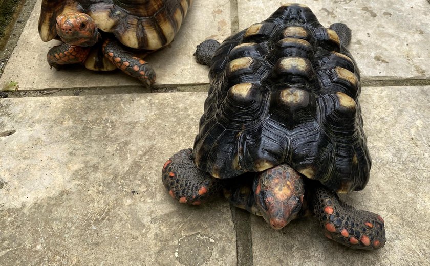 IMA alerta: descubra os cuidados necessários para criação de jabutis legalizados