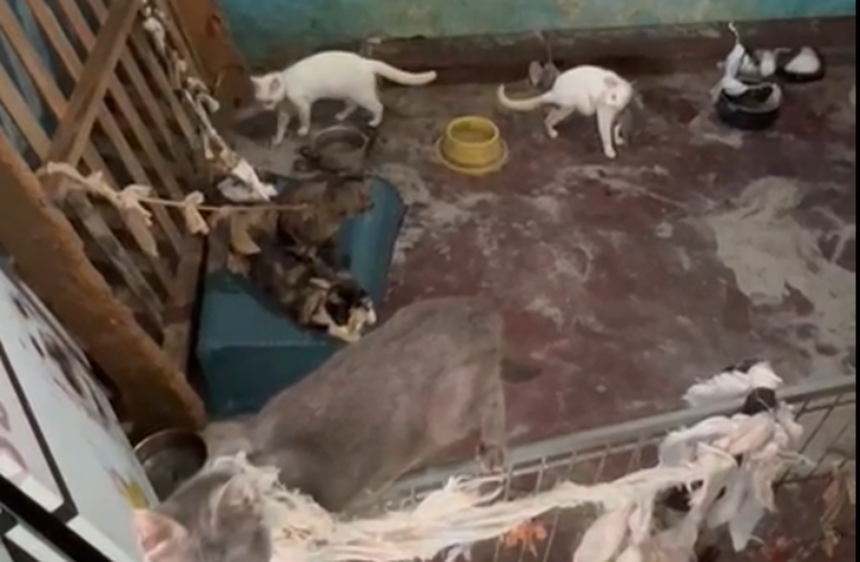 GATOS