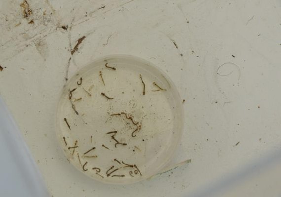 Aumento de casos de dengue em Alagoas preocupa autoridades de saúde