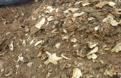 IMA flagra armazenamento irregular de carcaças de animais em suinocultura