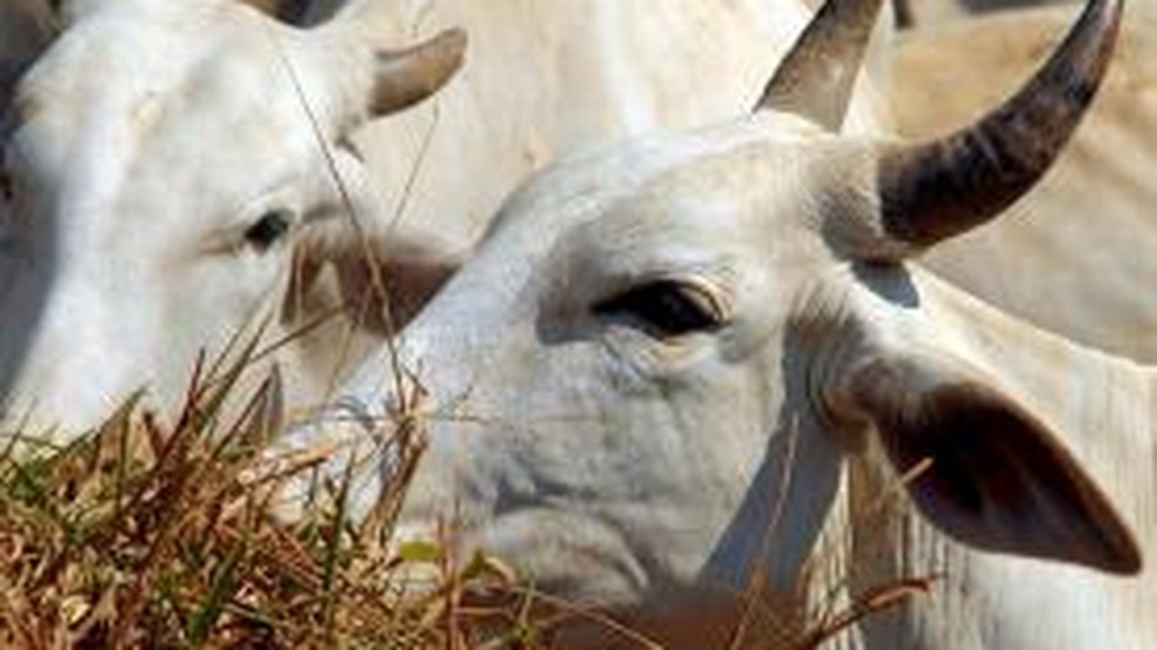 Irã suspende embargo à carne bovina de Mato Grosso